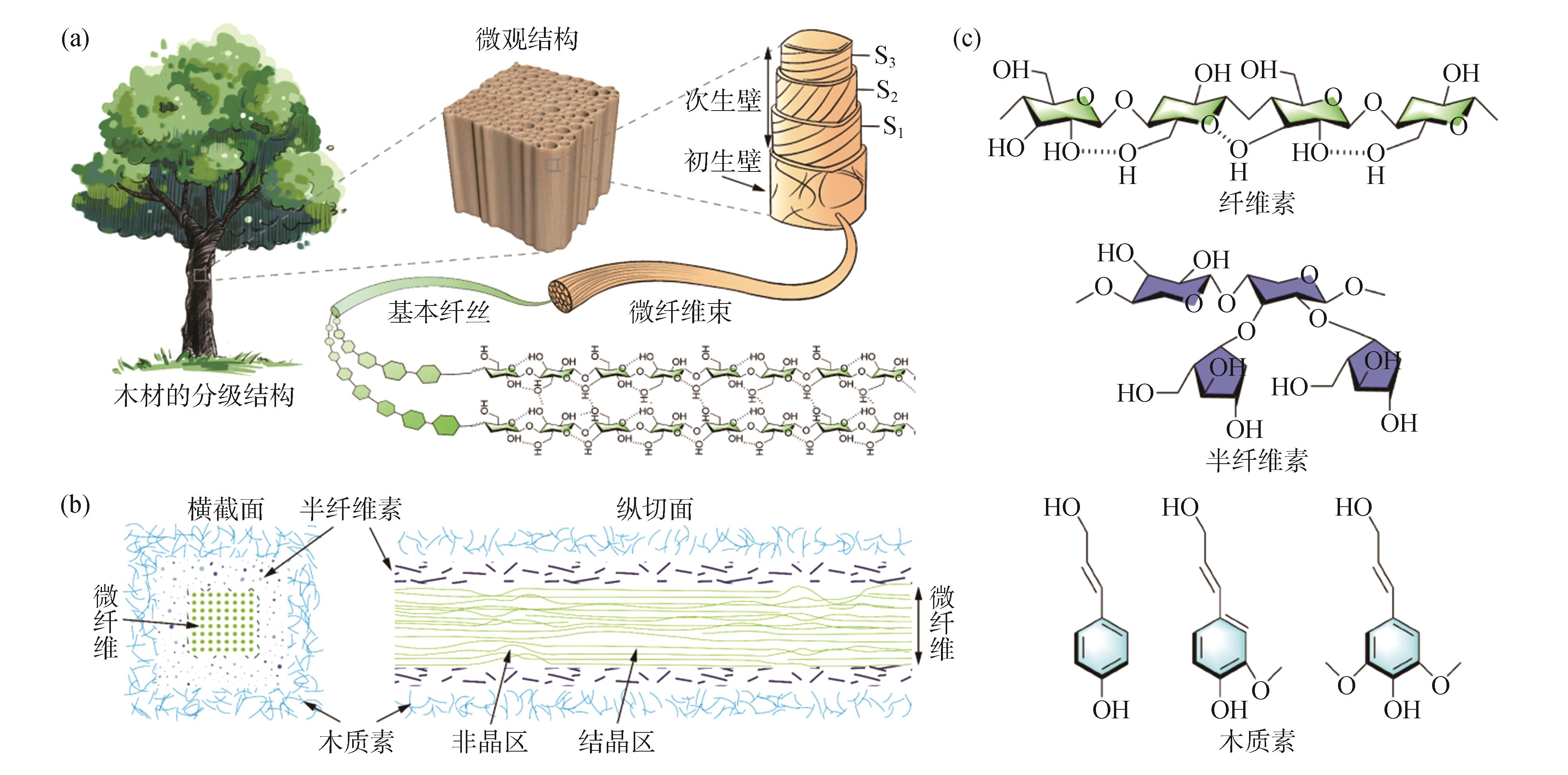 Frontier Advances in Wood Science Towards a New Departure